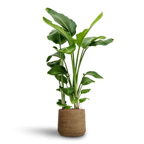 Patt Plant Pot - Straw Grass - Quality Plant Pots | Hortology Basket With Plant, Big Potted Plants, Plant In Basket, Minimalist Plants, Plants Minimalist, Strelitzia Nicolai, Plants In Baskets, Plant Png, Architectural Plants