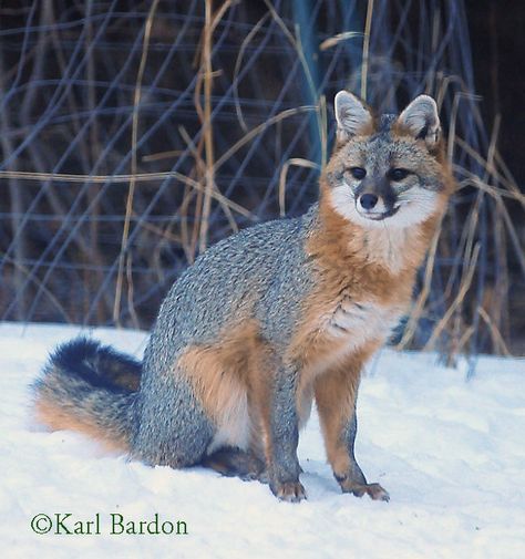 Fox Symbolism, Fox Character, History Photography, Fox Drawing, Foxes Photography, Animal Reference, Woodland Critters, Grey Fox, Pet Fox