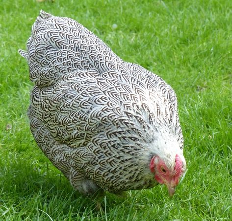 Pretty Chicken Breeds, Pretty Chickens, Wyandotte Hen, Pet Chickens Breeds, Chicken Aesthetic, Wyandotte Chicken, Tattoo Animals, Bantam Chickens, Pet Chicken