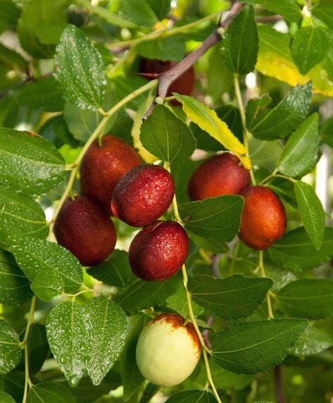 Shanxi Li - 3 Feet Tall - Grafted Tree - Ship in 3Gal PotLargest of the popular jujube varieties (over 2 inches), round shape. Apple-like flavor, sweetens when dried. Self-fruitful and a good pollenizer for other varieties. 200 hours. USDA Zones 5-9. Guava Plant, Jujube Tree, Strawberry Guava, Fruit Vegetables, New Leaf, Fruits And Vegetables, Round Shape, Garden Plants, Halloween Shopping