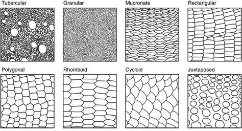 Reptile Scales, Snake Drawing, Skin Drawing, Scale Drawing, Texture Drawing, Snake Art, Desenho Tattoo, Snake Patterns, Dragon Scale