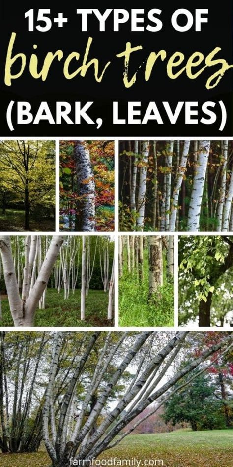 Birch Garden Ideas, Birch Trees In Fall, Types Of Birch Trees, Tree Bark Identification, Birch Tree Leaves, River Birch Trees, Tree Meanings, Birch Trees Landscaping, Types Of Forests