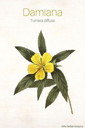 The Medicinal Herb Damiana (Turnera diffusa) Medicinal Herb, Herbal Plants, Healing Plants, Herbal Healing, Herbs For Health, Liver Health, Wild Plants, Healing Herbs, Botanical Drawings