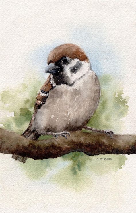 Bird Drawing Easy, Drawing Easy Pencil, Simple Bird Drawing, Shading Pencil, Sparrow Drawing, Drawing S, Bird Watercolor Art, Sparrow Art, Bird Painting Acrylic