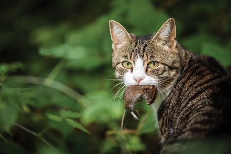 Cat hunter with a caught mouse in her mouth Cats Outside, Cat Work, Mouth Drawing, Cat Reference, Animal Study, Cat Pose, The Homestead, Cat Mouse, Feral Cats