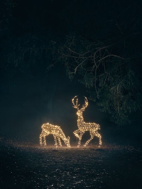 Outdoor Reindeer Decorations, Reindeer Outdoor Decorations, Christmas Reindeer Lights, Outdoor Reindeer, Outdoor Christmas Light Displays, Deer Light, Holiday Lights Outdoor, Reindeer Lights, Forest Light