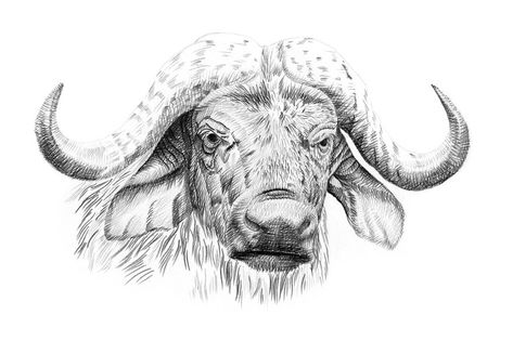 African Buffalo, South African Design, Monochrome Illustration, Animal Illustration Art, African Wildlife, Wild Life, An Animal, Nature Animals, Life Photography