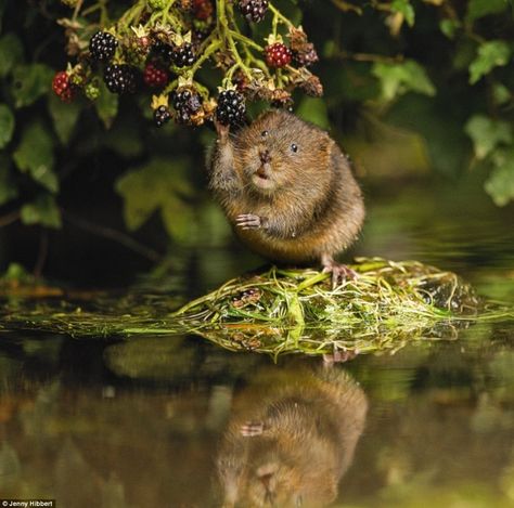 Water Vole, Cute Animal Tattoos, Tattoo Nature, Animals Tattoo, Photography Contest, British Wildlife, Photography Contests, Animal Sketches, Animal Tshirt