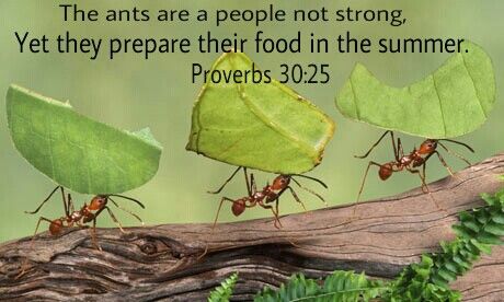 Proverbs 30:25 Human Food, Food Security, Facts For Kids, Arthropods, Environmental Issues, Super Simple, New Age, Ants, Buzzfeed