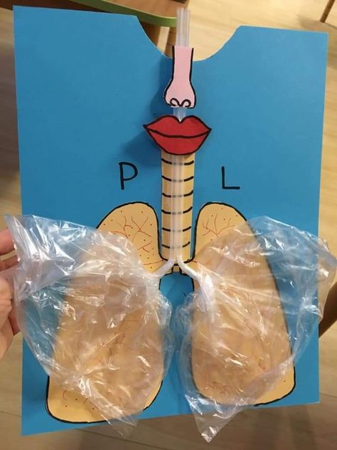 Lungs Project, Lungs Project For Kids, Biology Project Ideas, Lung Model Projects, Lungs Working Model, Human Organs Model Diy, Working Model Of Respiratory System, Human Body Systems Projects, Body Systems Project