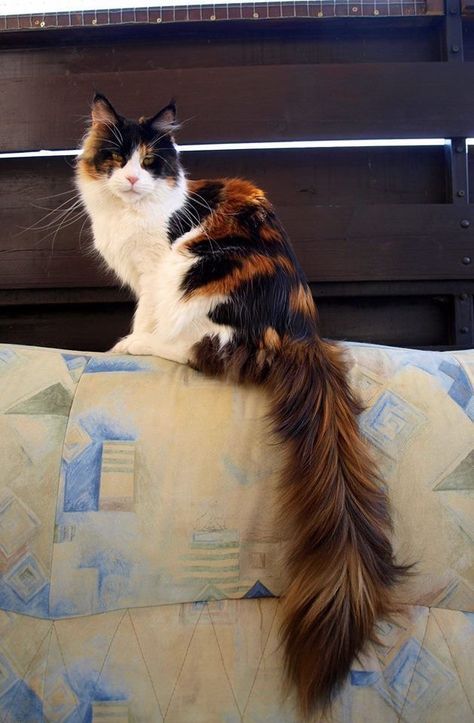 Tails of the unexpected kind Spending Time With Yourself, Walks In Nature, Time With Yourself, Japanese Cat, Forest Cat, Calico Cat, In Nature, Image Search, Forest