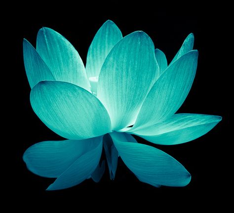 Teal Flowers Aesthetic, Cyan Flowers, Flower Lockscreen, Teal Blue Background, Teal Aesthetic, Neon Turquoise, Turquoise Aesthetic, Attractive Wallpapers, Nelumbo Nucifera