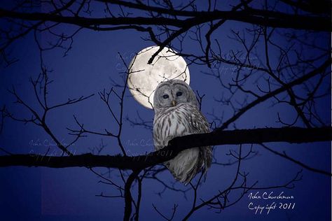 barred owl with a moonrise, northern Vermont by John Churchman Owl Moon, Night Owls, Barred Owl, Owl Photos, Owl Pictures, Beautiful Owl, Owl Bird, Beautiful Moon, Owl Art