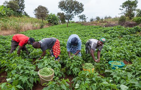 Importance Of Agriculture, Farmers Day, Types Of Farming, Agricultural Development, Agricultural Sector, Female Farmer, Agricultural Science, Cross River, Peaceful Protest