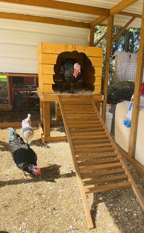 Chicken Housing Ideas, Turkey And Chicken Coop, Carport Chicken Run, Turkey Cages Ideas, Diy Turkey Coop Ideas, Turkey Coop Diy, Turkey Nesting Box Ideas, Turkey Shelter Ideas, Diy Turkey Coop