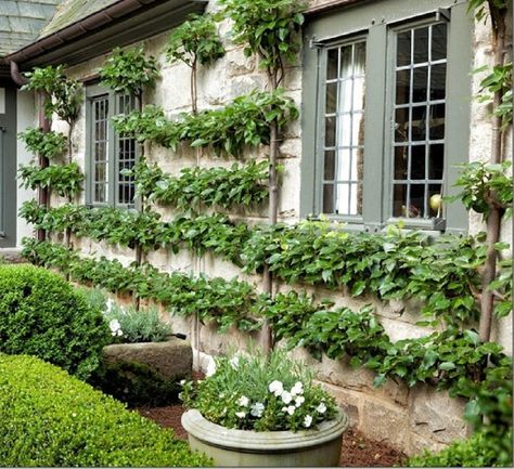 Early American Gardens: Landscape Design - Espalier & Wall Trees Liquid Architecture, Gravel Gardens, Espalier Fruit Trees, Fern Garden, Cozy Houses, Garden Layouts, Vertical Vegetable Garden, Living Fence, American Garden