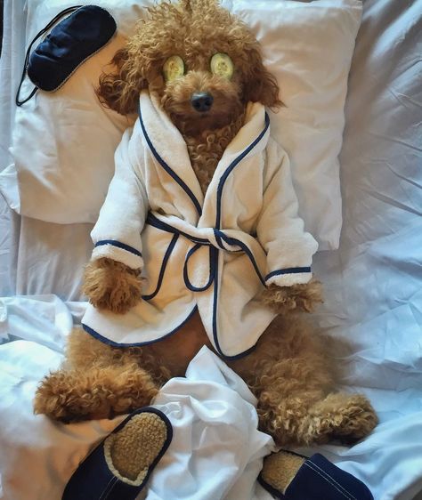 He likes to wear bath robes, plays rounds of golf, and has over 74,000 Instagram followers. Gatos Cool, National Pet Day, Goldendoodle Puppy, Doodle Dog, Pet Day, Cute Dogs And Puppies, Cane Corso, Funny Animal Pictures, Baby Dogs