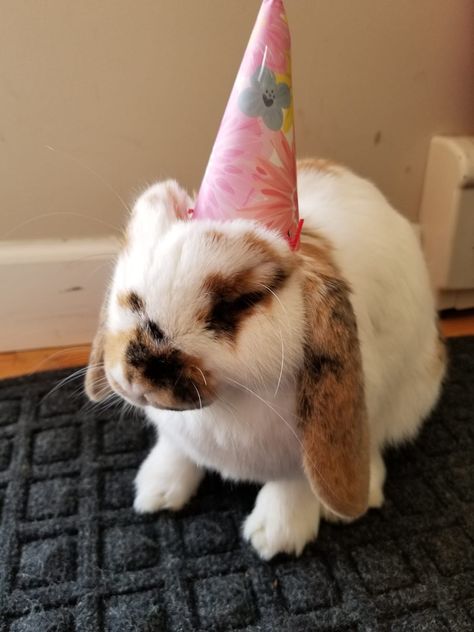 Animals In Party Hats, Animals With Party Hats, Birthday Pfp, Birthday Bunny, Bunny Boy, Hat Aesthetic, Im A Lady, Bunny Hat, Birthday Party Hats