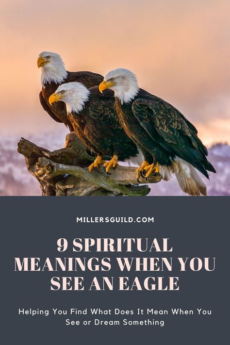 9 Spiritual Meanings When You See an Eagle Eagles Quotes, Tree Meanings, Eagle Totem, Spirit Animal Meaning, Eagle Symbol, Animal Meanings, Spiritual Animal, Flying Together, Eagle Pictures