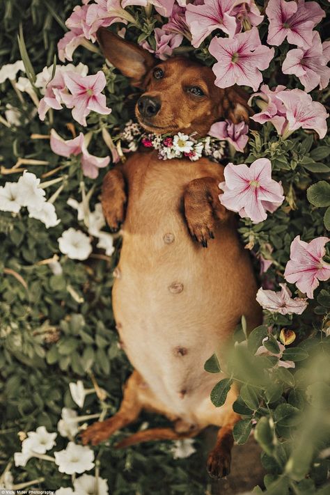 Cat Maternity Shoot, Dog Maternity Shoot Ideas, Pregnant Dog Photoshoot, Pregnant Dog Maternity Shoot, Dog Pregnancy Announcement Puppies, Maternity Dog Photoshoot, Dog Pregnancy Photo Shoot, Dog Maternity Shoot, Pregnant Dogs