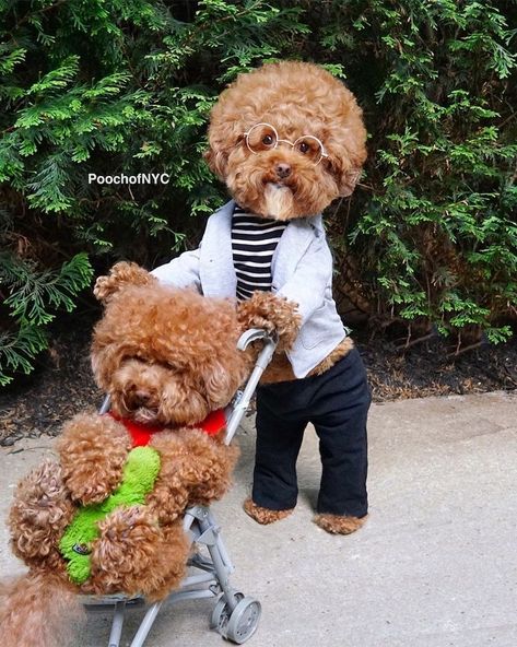 Funny Dog Outfits Have NYC Poodle Rocking All Kinds of Snazzy Looks Teddy Bear Poodle, Funny Dog Clothes, Fluffy Curls, Baby And Dog, Dog Outfits, Super Cute Puppies, Cute Little Puppies