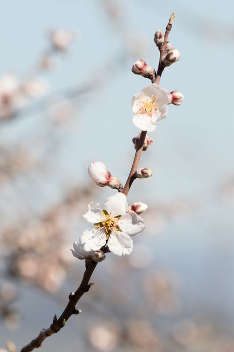 Flowering almond branches. Tree Branch Photography, Almond Branch, Jackalope Tattoo, Flowering Almond, Journey Photography, Tree Buds, Vase With Branches, Almond Flower, Almond Blossoms