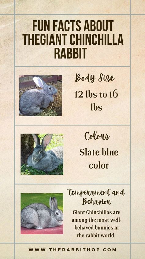 The Giant Chinchilla rabbit is a breed you'll want to know this week. These rabbits are known for their gentle temperament, large size, and luxurious fur. They make great pets and can even be used for breeding purposes. Get all the details on this great breed right here! Chinchilla Rabbit, Pet Bunny Rabbits, Rabbit Breeds, Alpaca Farm, Rabbit Care, Pet Bunny, Pet Rabbit, Million Dollar, Slate Blue