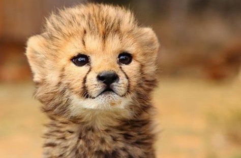 400 Likes, 2 Comments - The Baby Animals (@thebabyanimals) on Instagram: “This little guy is having himself a great hair day!” Cheetah Cub, Baby Cheetah, Newborn Animals, Cheetah Cubs, Baby Cheetahs, Gato Grande, Wild Baby, African Animals, Samara