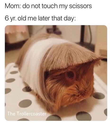 Meme Page, Funny Animal Memes, Guinea Pig, John Lennon, Hair Hairstyles, Animal Memes, New Memes, Guinea Pigs, Pigs