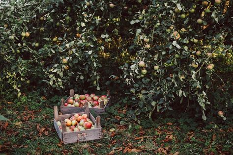 Apple Galette | KRAUTKOPF Apple Galette, Apple Harvest, Fall Inspo, Autumn Cozy, Apple Tree, Autumn Aesthetic, Autumn Garden, Fall Flowers, Autumn Inspiration