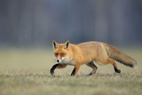 Robert Fox, Fox Running, Fantastic Fox, Fox Stuffed Animal, Earth Song, Fox Pictures, Fox Girl, Interesting Animals, Wild Creatures