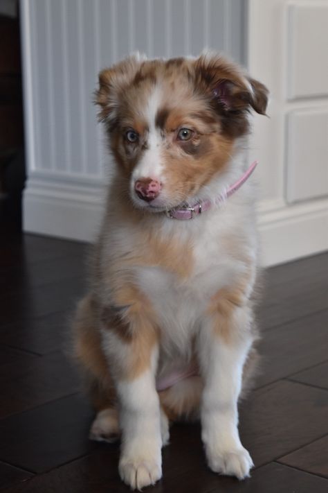 Really Cute Puppies, Aussie Puppies, Australian Shepherd Puppies, Aussie Dogs, Australian Shepherd Dogs, Very Cute Dogs, Really Cute Dogs, Cute Dog Pictures, Cute Baby Dogs