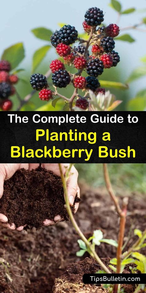 Planting Blackberries, Blackberry Trellis, Raspberry Bushes, Blackberry Bushes, Blackberry Patch, Blueberry Gardening, Thornless Blackberries, Underground Greenhouse, Blackberry Plants