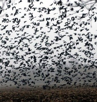 There must be between 200 to 300 crows in this "murder Group Of Crows, Crow Pictures, October Country, Scp Foundation, Curious Creatures, Ray Bradbury, Crows, Island Life, Horror Films