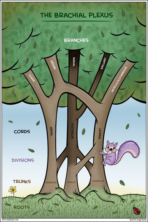 Brachial Plexus by J. Muniz, PA-C & cartoonist Brachial Plexus, Physical Therapy School, Gross Anatomy, Medical Student Study, Medical School Essentials, Medical School Studying, Muscle Anatomy, Human Anatomy And Physiology, Medical Anatomy