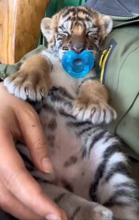 Tigers Videos, Fluffy Tiger, Tiger Pet, Cute Tiger Cubs, Tiger Video, Ios Emoji, Baby Pets, Tiger Baby, Baby Tigers