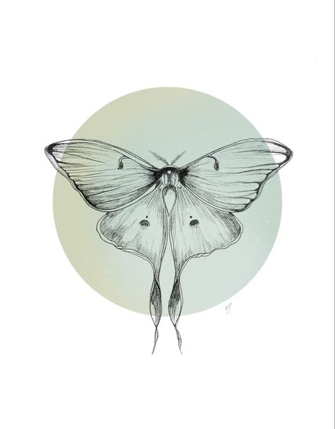 Lunar Moth Sketch, Lunar Moth Back Tattoo, Lunar Moth Tattoos, Moth Wings Tattoo, Lunar Moth Drawing, Luna Moth Tattoo Design, Luna Moth Drawing, Lunar Moth Tattoo Design, Moth Sketch