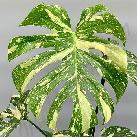 Important Facts You Should Know About Thai Constellation Monstera Monstera Thai Constellation Care, Thai Constellation Monstera, Monstera Thai Constellation, Thai Constellation, Epipremnum Pinnatum, Variegated Plants, Monstera Plant, Monstera Deliciosa, Easy Plants