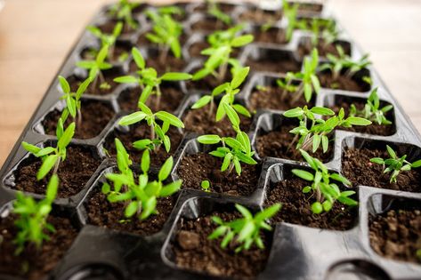 Young green tomato seedling in seedling tray, close up Tomato Seedlings, Green Tomatoes, Garden Seeds, Sprouts, Close Up, Seeds, Tray, Green, Quick Saves