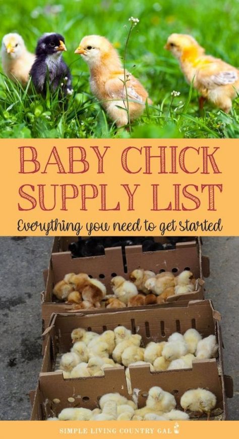 Chicks For Beginners, Chickens For Beginners, Chick Brooder, Chicken Brooder, Chicken Flock, Raising Farm Animals, Raising Chicks, Baby Chicken, Egg Laying Chickens