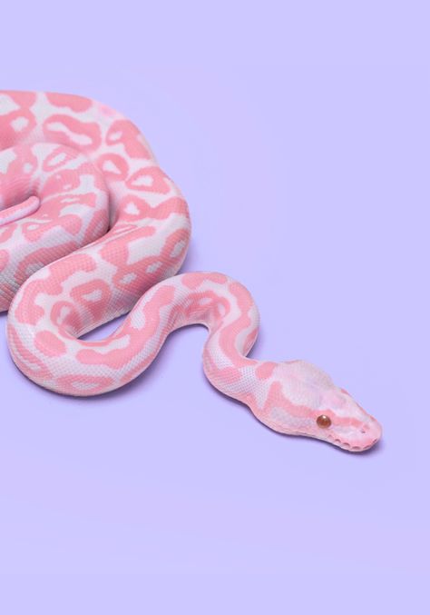 Snake Sketch, Paul Fuentes, Pretty Snakes, Snake Wallpaper, Cute Snake, Cute Reptiles, Pink Snake, Beautiful Snakes, Pet Snake