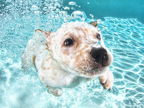 New Playful Underwater Puppy Photo Series By Seth Casteel Dog Underwater, Photoshoot Vogue, Underwater Dogs, Woman Swimming, Underwater Photoshoot, Photos Of Dogs, Bawah Air, Puppy Photography, Under The Water