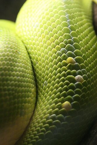 . Snake Skin Aesthetic, Snake Scales, Reptile Skin, Green Snake, Animal Patterns, Reptiles And Amphibians, Animal Skin, Patterns In Nature, Nature Design