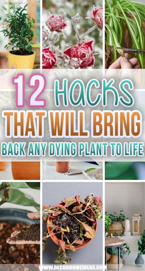 How To Bring A Succulent Back To Life, Replanting House Plants, Diy Plant Food For Indoor Plants, Indoor Plant Care Tips, Bring Plants Back To Life, House Plant Tips And Tricks, How To Revive Plants, Planting Hacks How To Grow, How To Replant Plants