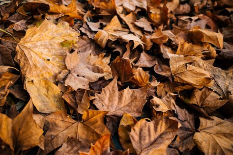 Bird Nesting Material, Moth Species, Ring Camera, Brown Paper Bags, Fall Clean Up, Dry Leaves, Herb Farm, Garden Plots, East Lake