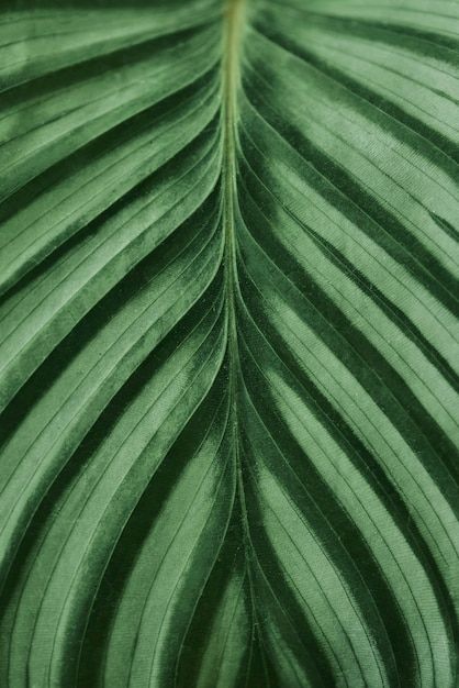 Close Up Leaf Drawing, Leaves Close Up Photography, Leaf Texture Pattern, Texture Close Up, Close Up Leaves, Leaf Macro Photography, Nature Pattern Photography, Sustainability Background, Plants Close Up