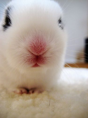 Rabbit Nose, Bunny Nose, Bunnies Cute, Animal Noses, Bunny Names, Hunny Bunny, Wet Cat, Pink Bunny, Little Critter