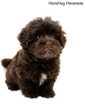 Beautiful Dark Chocolate Havanese Puppy. Brown Havanese, Chocolate Havanese, Puppy Haircut, Havanese Puppy, Shitzu Puppies, Puppy Pose, Tiny Dog, Anatolian Shepherd, Havanese Puppies