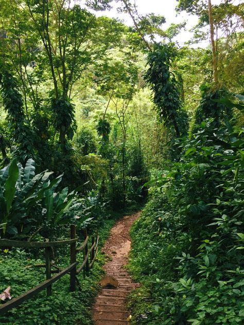 #caribbean #beautifulnature #rainforest #hiking Beautiful Nature, Country Roads, Hiking, London, Road, Plants, Travel, Instagram