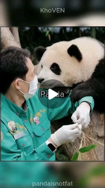 Funny Pandas Videos, Panda Nanny, Panda Videos, Funny Wild Animals, Giant Panda Bear, Panda Dog, Baby Pandas, Baby Panda Bears, Panda Bears